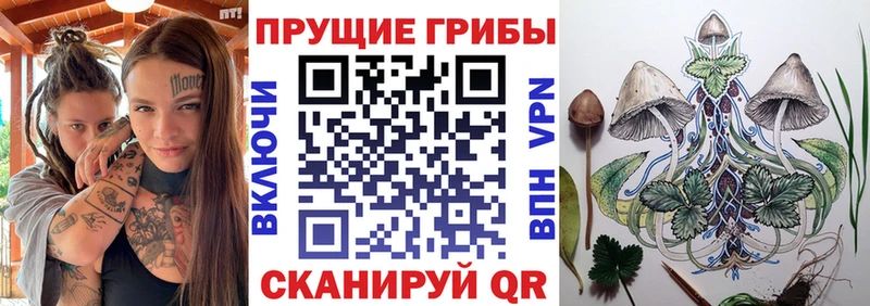 Купить  Лодейное Поле  Галлюциногенные грибы GOLDEN TEACHER 